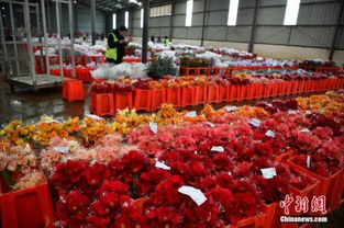 中国最大花卉交易市场云南斗南2017年鲜切花交易额逾50亿元