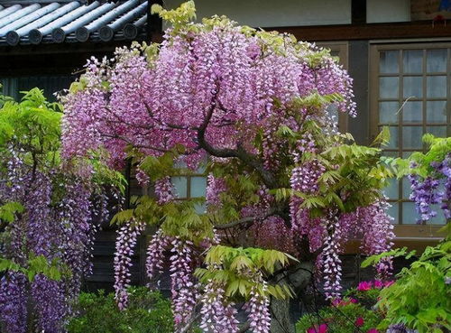 北方庭院养花,选4种 浓香花 ,好养又耐寒,一棵满院飘香