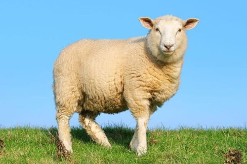 生肖羊的未来20年命运 一切都是上天的安排,尤其是79年的速看