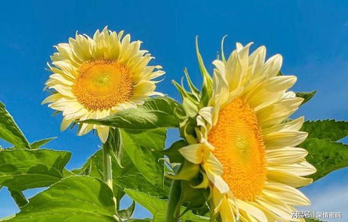 太阳花的花语是什么意思,太阳花的花语是什么意思