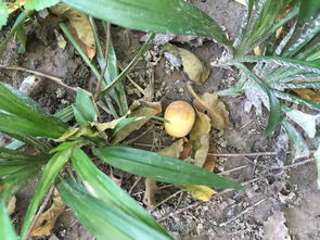 这个小果子叫什么名字 好像是从这个树上掉下的 看起来长得像枣 