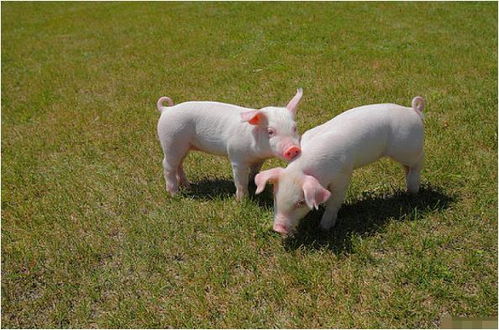 生肖猪和3个生肖配对,是上上等的婚配,在一起就是一生一世