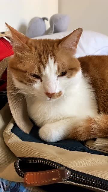猫咪喜欢书包的味道,这是我的书包,不是你的床 