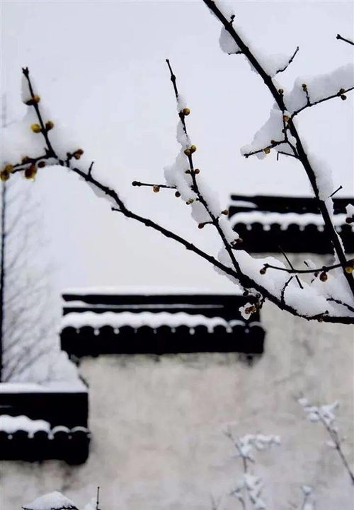 小雪 天气 