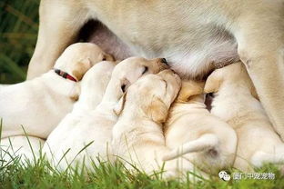 初生幼犬喂养指南