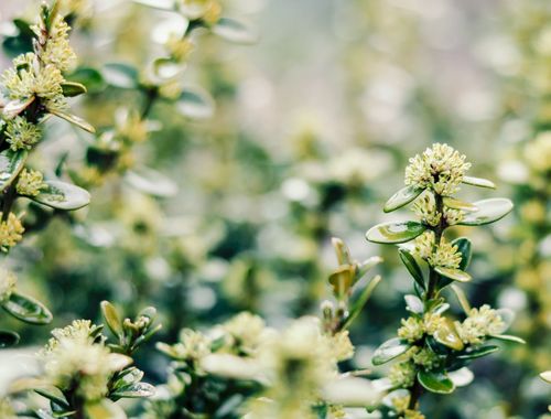 7月,喜撞桃花运,拨云见日,痴心不悔,3星座尘缘难舍,破冰复合 爱得 