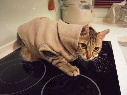 怎样给小猫做衣服 
