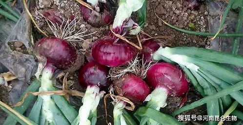 红葱头家庭种植方法,种植全过程视频,种植条件