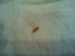 床上發現芝麻大小的米色小蟲子