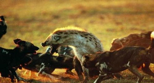 动物之谜 非洲象西部利亚虎非洲狮棕熊犀牛大PK 