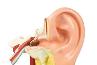 耳朵分泌物多怎么回事 时不时痛