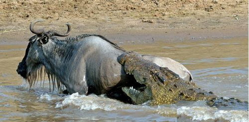 角马喝水被鳄鱼突袭,后腿被咬拖入河中,在生死关头小宇宙爆发