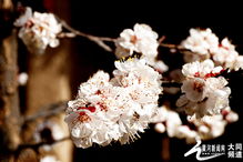 团团簇簇花开春临白羊地 妙趣横生山上桃花始盛开