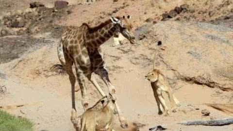 雄狮配合母狮子一起干翻8米高的长颈鹿 
