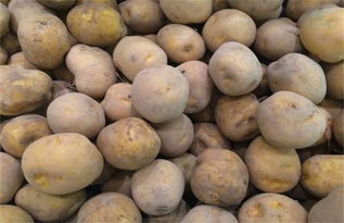 秋土豆立秋前种植最佳 2023年土豆种植时间表