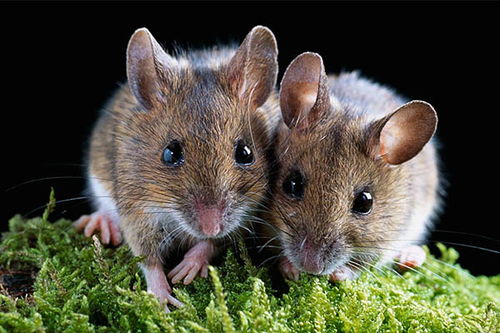 1972年属鼠人50岁到55岁命运,45岁、33岁属鼠人：后半生命运如何？