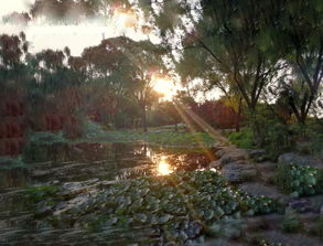 槐花，夕照(槐树和槐花的照片)