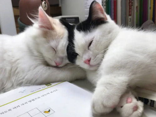 孩子刚准备写作业,两只小猫急忙躺上面 主人先陪我们玩会儿