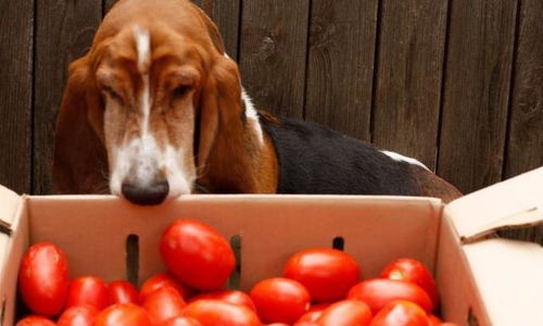 狗可以吃西红柿吗,狗可以吃西红柿吗生的