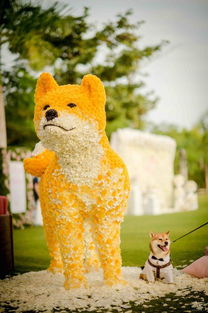 易结婚礼 婚礼中的狗狗到底是怎样的存在
