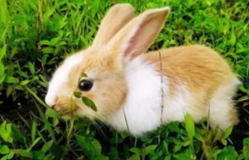 兔子不吃窝边草 是一句著名俗语,你可知还有下一句 堪称经典