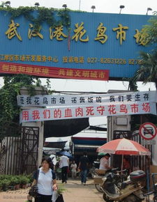 武汉港花鸟市场搬到哪里 