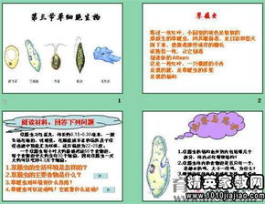 单细胞生物教学反思简短