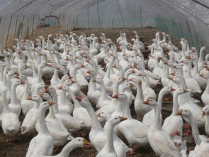 规模养鹅场的卫生管理 西洼禽业养鹅技术指导篇 