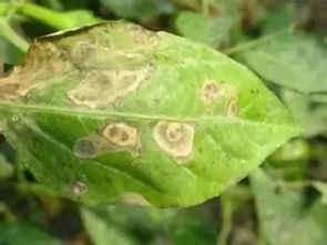 植物炭疽病的发病原因及治疗方法,作物的灰斑病和炭疽病的区别