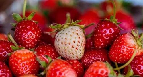 买草莓时,到底该挑 大 还是 小 老果农透露 这几种别买了