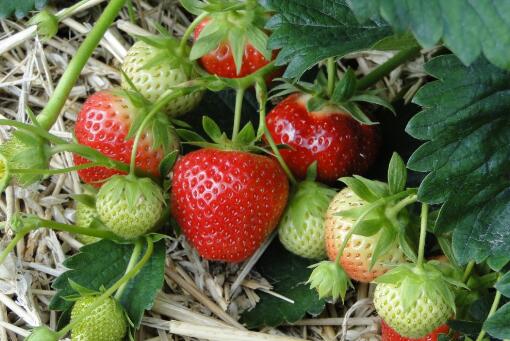 草莓怎么种 多少钱一斤 市场前景 土流网 