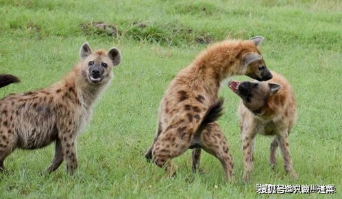 鬣狗为何更喜欢抢猎豹的食物 单纯是因为猎豹实力比较弱吗
