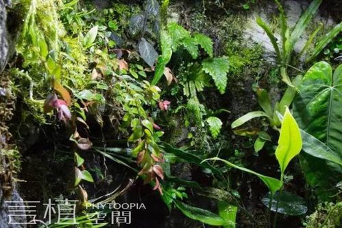 言植空间,生态造景,雨林缸造景怎么弄才自然