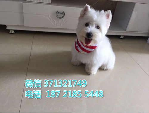 西高地犬出售小型犬 福州犬舍繁殖 漂亮的西高地