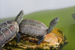 中国龟有几种 