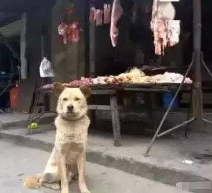 流浪大黄狗每天到肉摊前报道,以为是来乞讨,老板 它报恩四年了