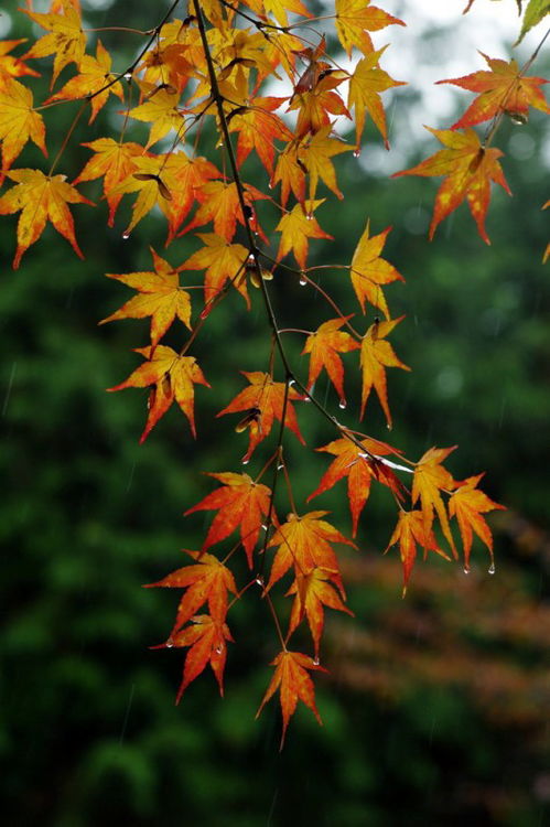 关于秋雨著名诗句大全