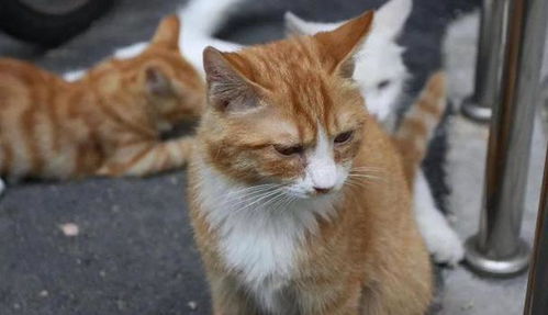 弃养率最高的6种猫,为什么偏偏是它们呢