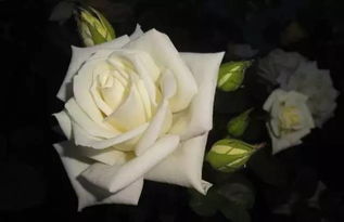 白玫瑰的花语加满天星,白玫瑰花语是什么？