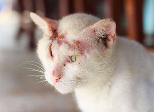 猫癣属于什么类型皮肤病
