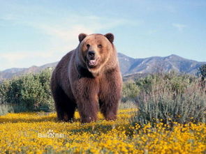 哪些动物可以杀死棕熊或灰熊 单打的有哪些 
