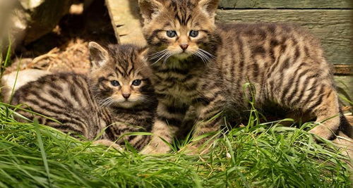 苏格兰野猫 名存实亡的野猫,因家猫的 基因污染 而功能性灭绝