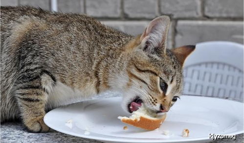 对猫咪吃面包的灵魂三问 能吃吗 为什么喜欢吃 要注意什么