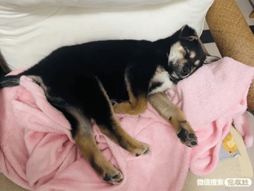 厦门宠物领养中心 2个月中华田园犬给它一个温暖的家,宠友社发布