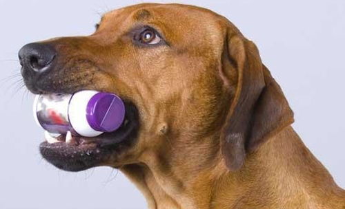 我们的救命药,可能是狗狗的致命药 看看这5种药你家有吗