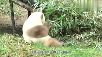 世界仅剩一只的熊猫,在秦岭地区被发现,现在动物园吃香的喝辣的
