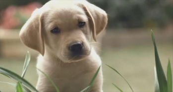 狗的电影有哪些好看,1.导盲犬小Q（Blidside）：这是一部感人至深的电影，讲述了一只导盲犬与主人之间的深厚感情 - 醉梦生活网