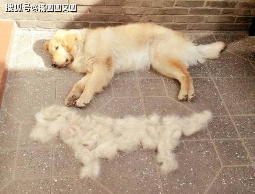最近狗狗掉毛严重是什么原因 