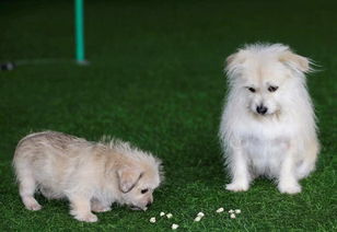 探访中国宠物克隆服务 首个克隆明星宠物狗诞生 