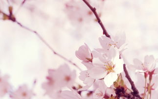 关于樱花的美诗句